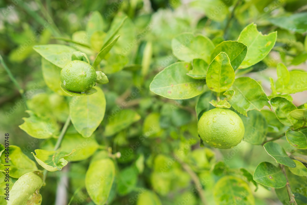 fresh lime on the branch in a lime farm fresh lime on the branch in a lime farm