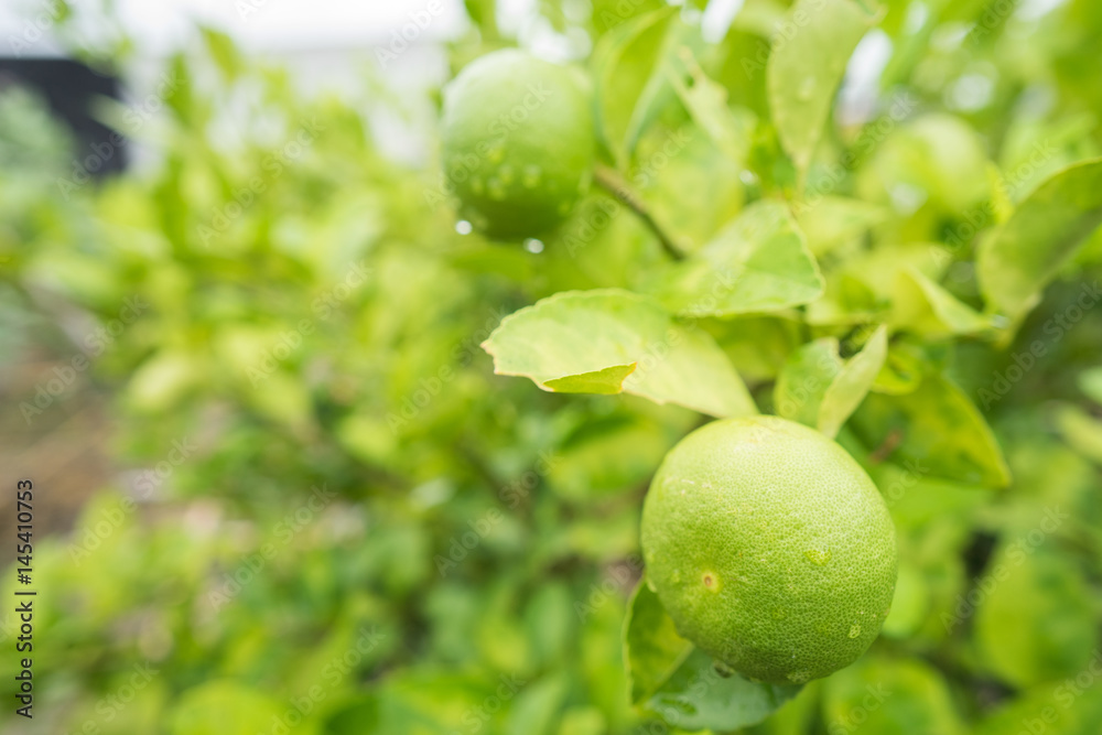 fresh lime on the branch in a lime farm