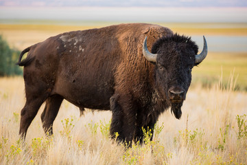 Fototapete Bison Amerikanischer Bisonbüffel in der Prärie  © Oliver