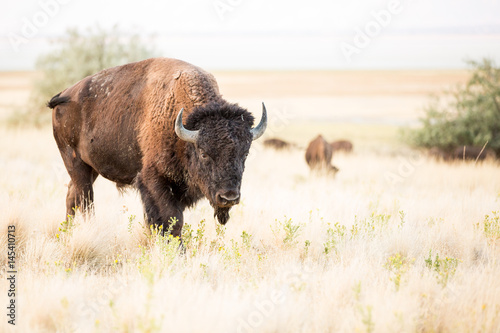 American Bison Buffalo