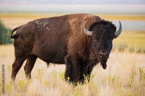 Fotografie, Obraz American Bison Buffalo