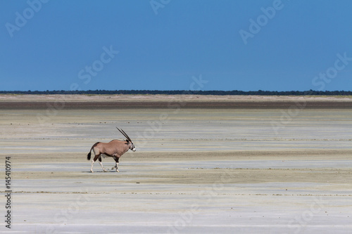 Lonely oryx at the Etosha salt pan