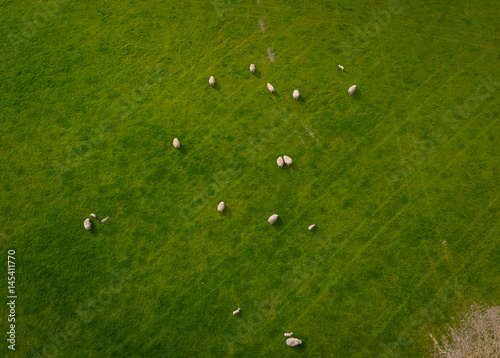 Herd Of Sheep in green field Aerial