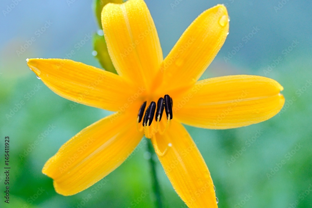 hemerocallis hemerocallis