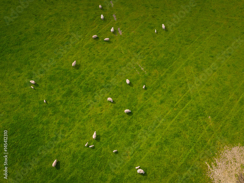 Herd Of Sheep in green field Aerial