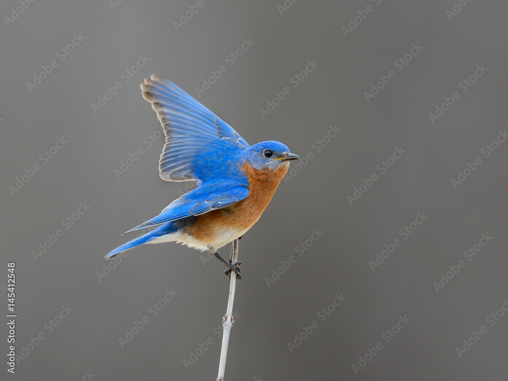 Fototapeta premium Male Eastern Bluebird with Open Wings