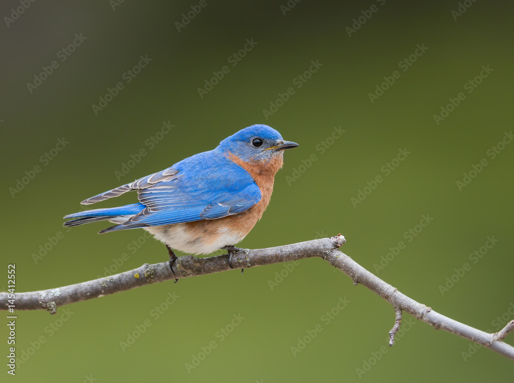  Male Eastern Bluebird