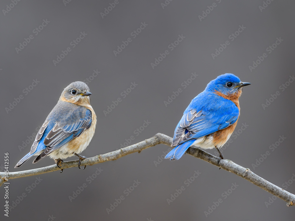 Obraz premium Male and Female Eastern Bluebird