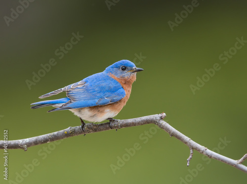  Male Eastern Bluebird © FotoRequest