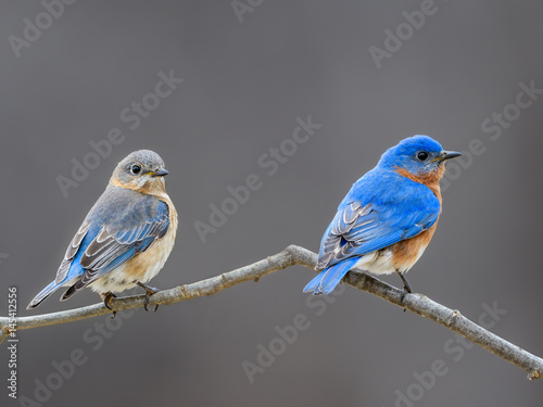 Male and Female Eastern Bluebird