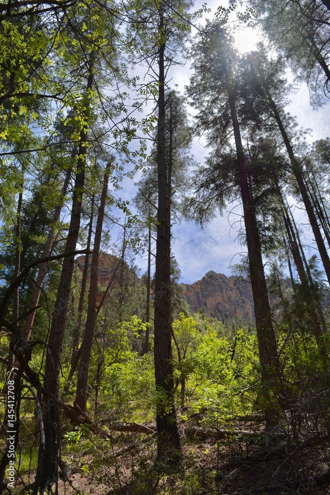 Forest at Oak Creek Canyon Sedona Arizona Forest at Oak Creek Canyon Sedona Arizona