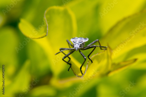 Pentatomomorpha hemiptera bug on leaf photo