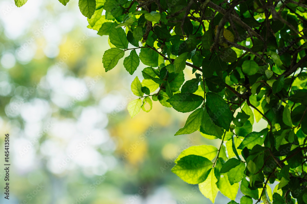 Nature green of leaf background with selective focus Nature green of leaf background with selective focus