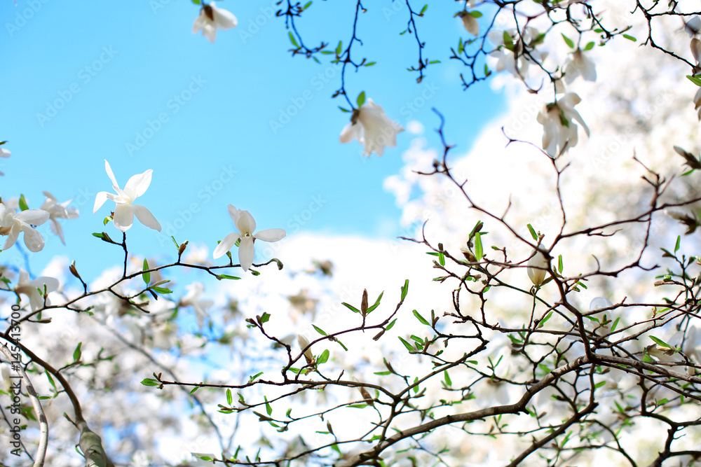 Blooming magnolia tree on sky background Blooming magnolia tree on sky background