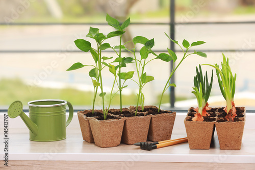 Seedling of plants in pots on window sill © Africa Studio