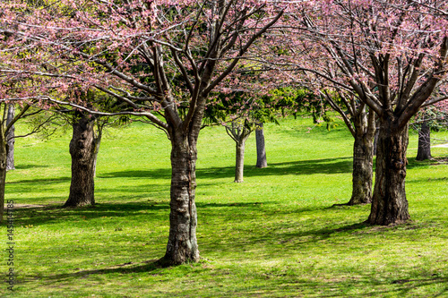 Cherry blossom Trees in Spring