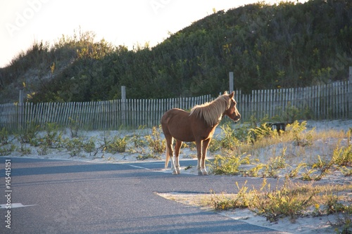 Wild Horse