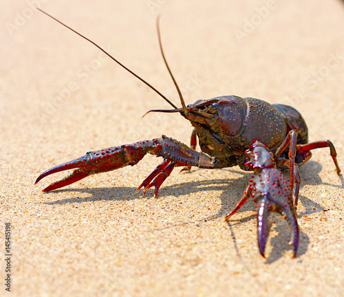 Hot Crawfish