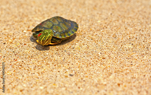 Lonely Turtle