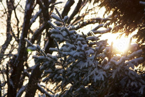 Snowy Tree