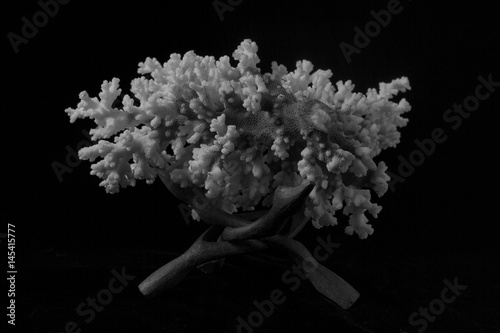Lighted Coral 2