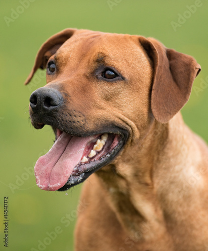 Rodesian Richback Portraits Hund 