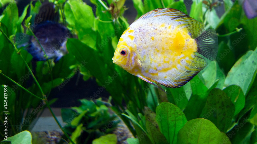 river basin Discus is most beautiful tropical fresh water
