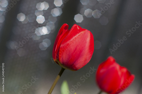 Red tulip , close up