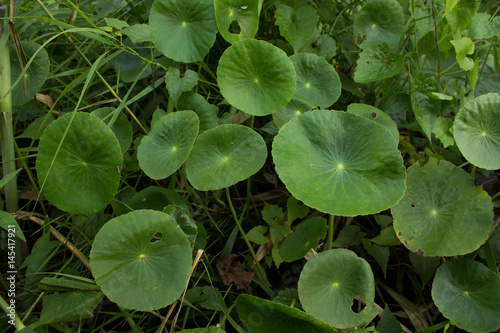 Centella asiatica sprouts on mixed grass © ณัฐวุฒิ เงินสันเทียะ