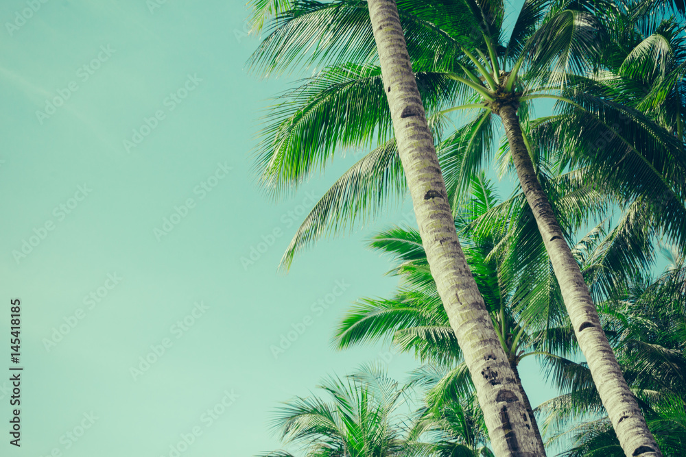 Fototapeta premium Coconut palm trees tropical background, vintage