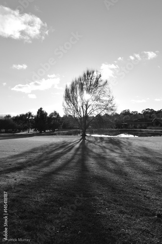 Tree Shadow