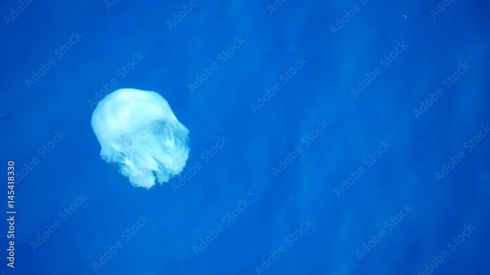 White jellyfish swimming on sea surface
White jellyfish swimming on sea surface
