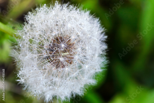 White fluffy dandelion with morning dew  