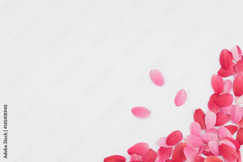 Red and pink petals on white background with copy space