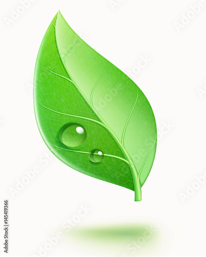 Glossy green leaf