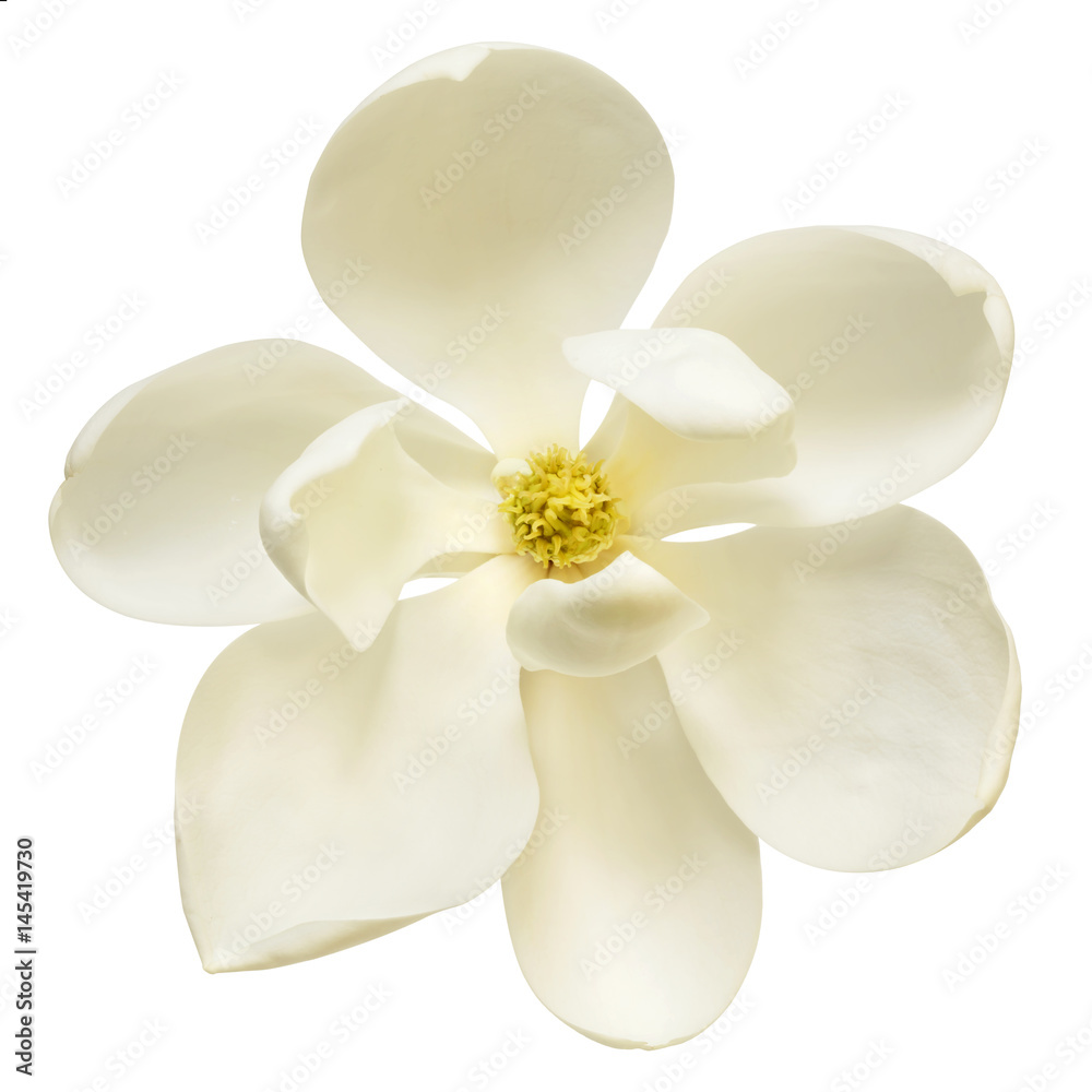 Naklejka premium White Magnolia Flower Top View Isolated