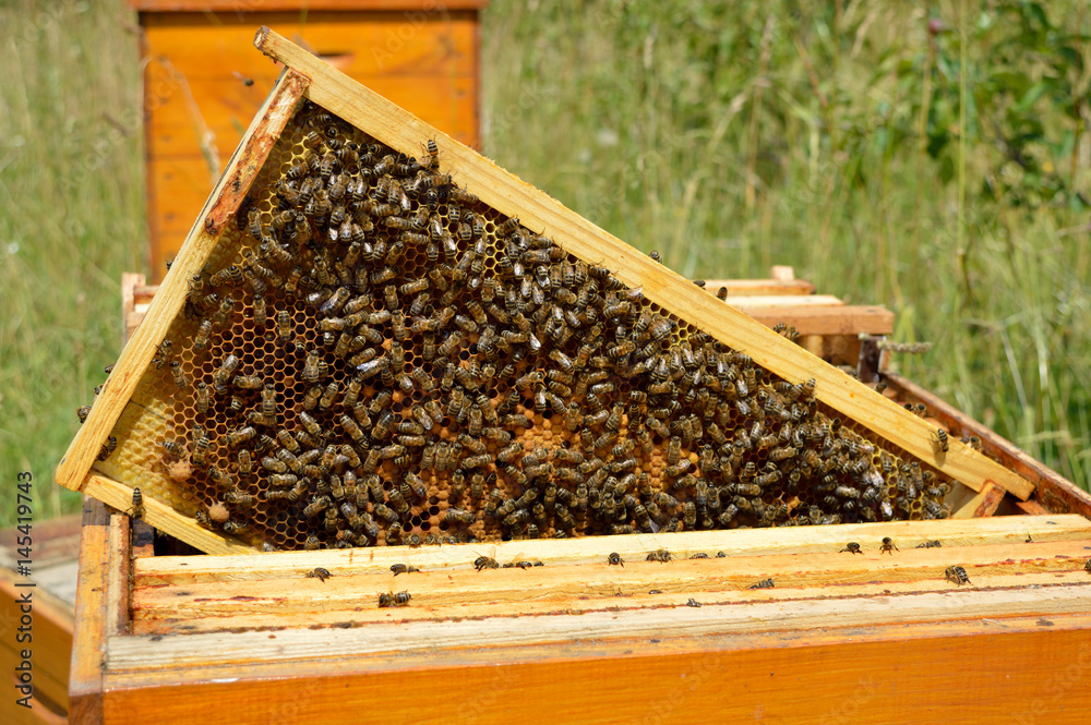 Brood frame with bees on the honeycomb taken out from beehive Brood frame with bees on the honeycomb taken out from beehive