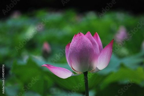 Lotus flower