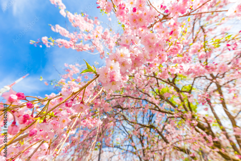 Blooming pink sakura flower on tree branch
