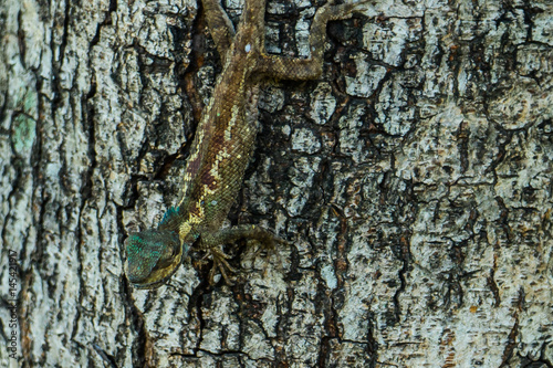 The champion of disguised animal.