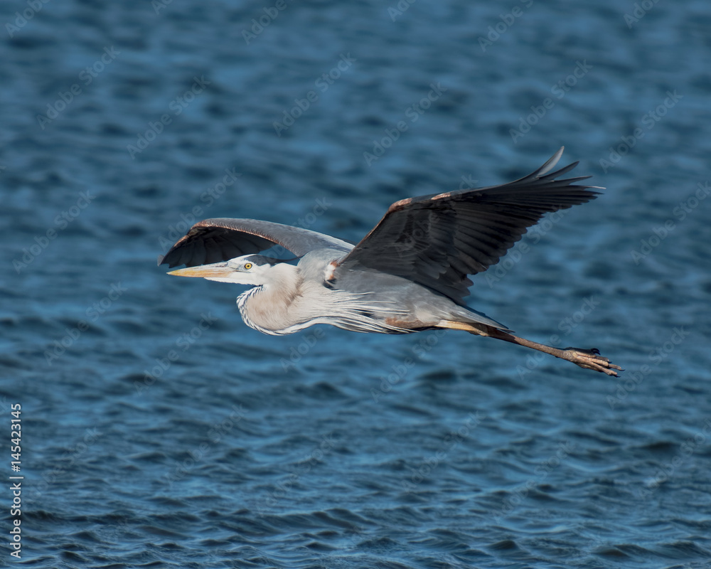 Fototapeta premium Great blue heron landing at dusk