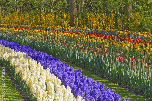 tulip field photo