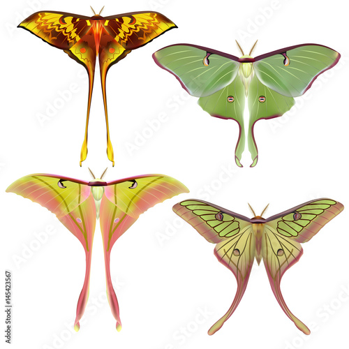  set of  beautiful Luna Moth