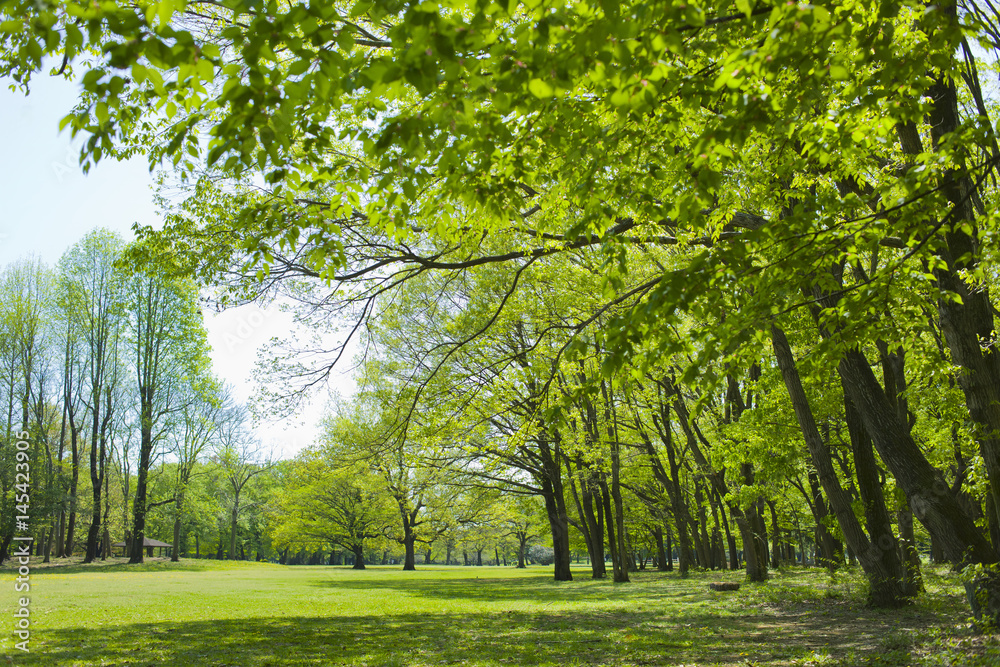 Obraz premium 公園 新緑