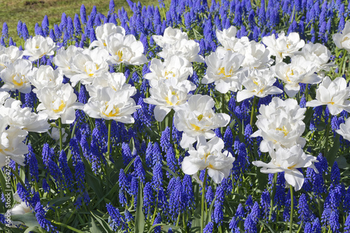 Fototapeta Naklejka Na Ścianę i Meble -  white lent lilies with blue grape hyacinths