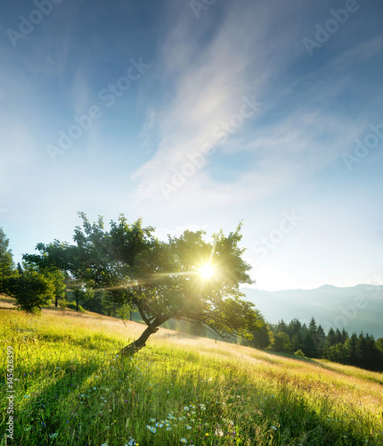 Rays in tree during sunrise. Beautiful natural landscape