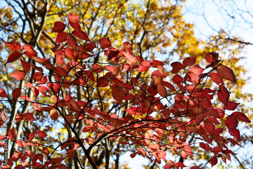 由布院の紅葉