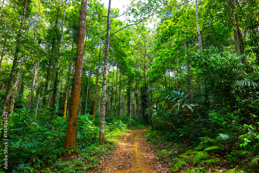 Fototapeta premium way in rain forest 
