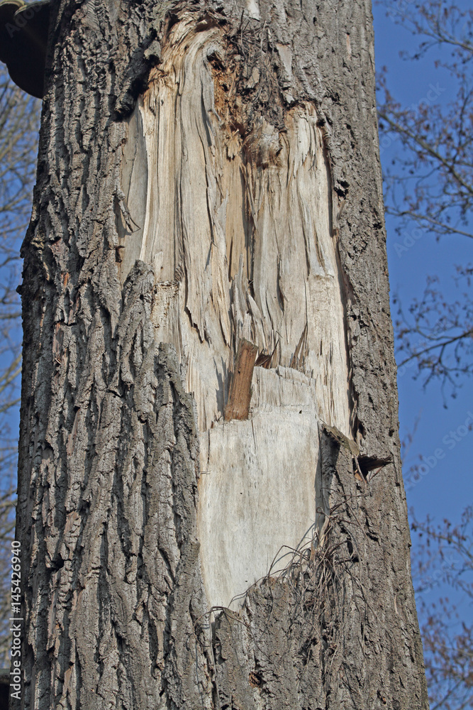 Fototapeta premium Weiden-Rinde