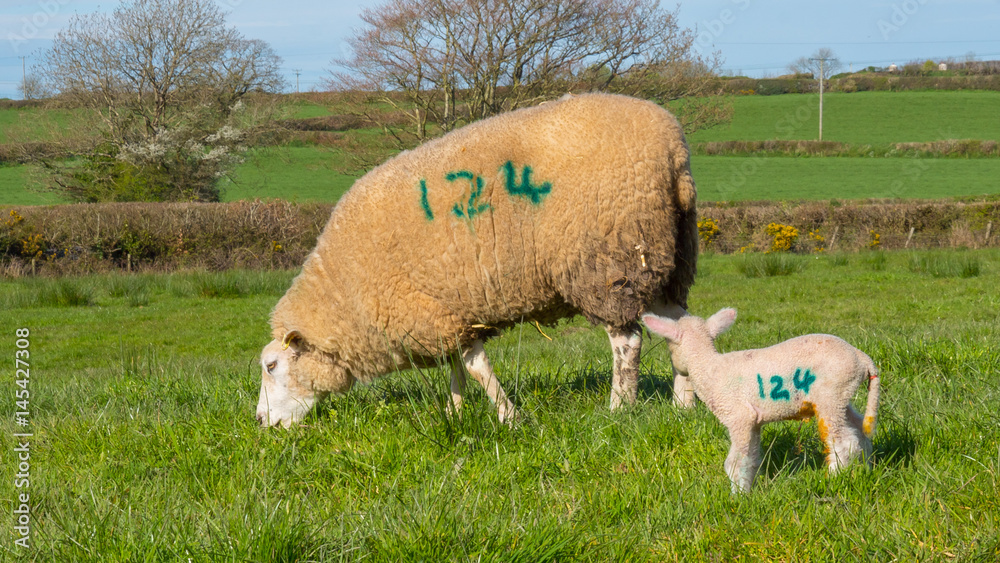 lamb suckling sheep on lucious green pasture lamb suckling sheep on lucious green pasture